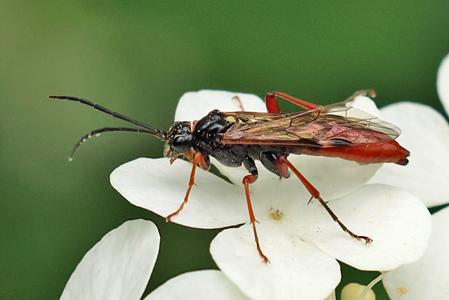 Tenthredopsis litterata